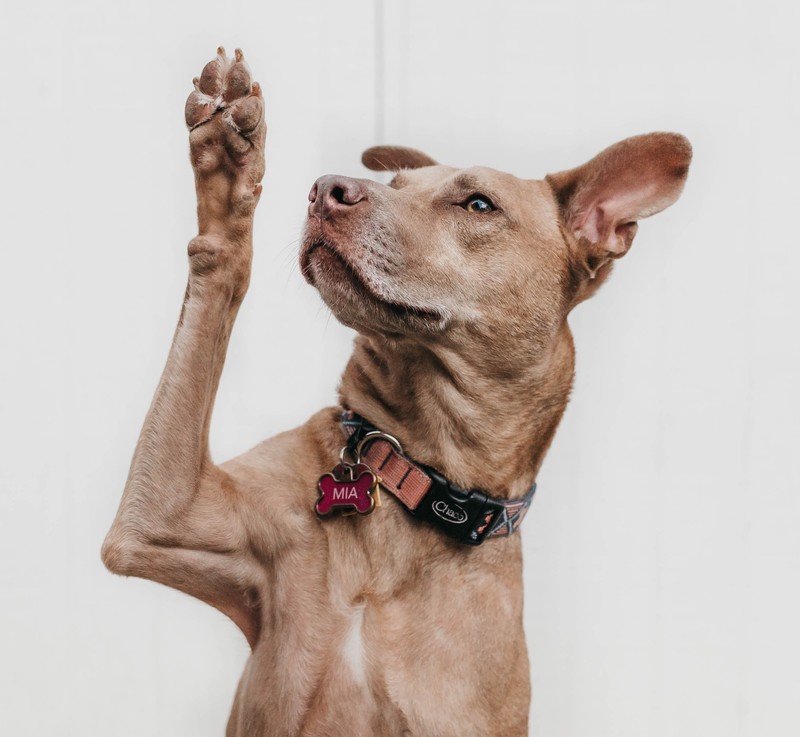dog raising its hand